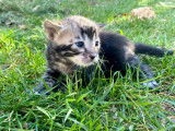 Réservation pour un chaton Bengal mâle charcoal brun LOOF