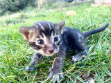 Réservation pour un chaton Bengal mâle charcoal brun LOOF