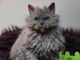 Vente d’un chaton Selkirk Rex, femelle bleue cendrée LOOF