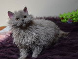 Vente d’un chaton Selkirk Rex, femelle bleue cendrée LOOF