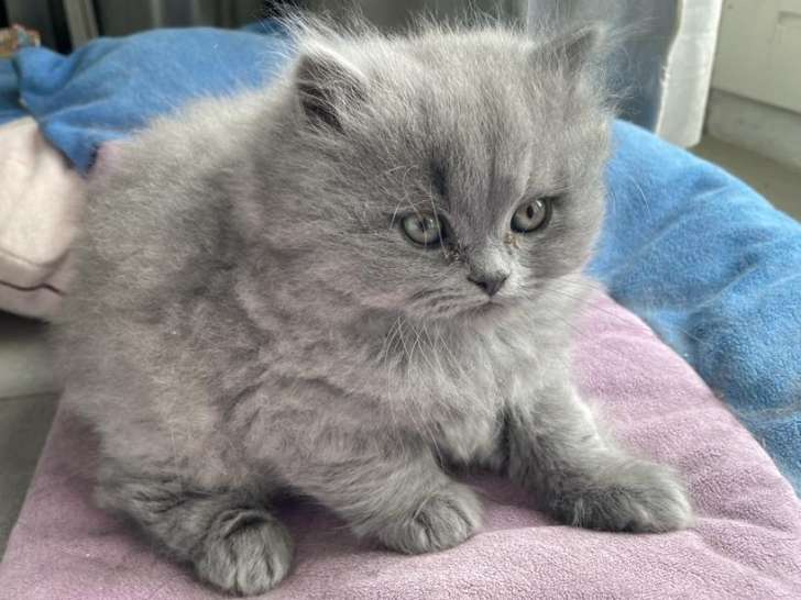 Adorable chatons British Longhair à vendre
