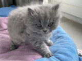 Adorable chatons British Longhair à vendre