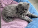 Adorable chatons British Longhair à vendre