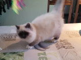 À acheter une chatonne Sacré de Birmanie LOOF blue point