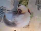 À acheter une chatonne Sacré de Birmanie LOOF blue point