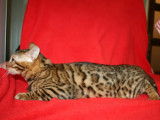À vendre 2 chatons mâles Bengal LOOF à rosettes