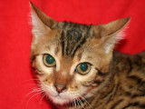 À vendre 2 chatons mâles Bengal LOOF à rosettes