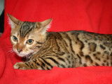 À vendre 2 chatons mâles Bengal LOOF à rosettes