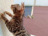 Mise à l’achat d’un chaton mâle Bengal marron LOOF à rosettes