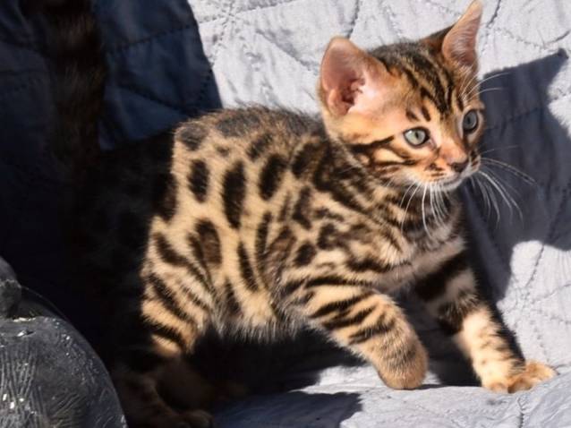 5 chatons Bengals disponibles à la vente (LOOF)