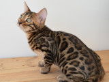 Chatons disponibles à la vente