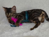 Chatons disponibles à la vente