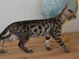 Chatons disponibles à la vente