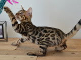 Chatons disponibles à la vente