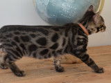 Chatons disponibles à la vente