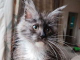 À vendre une chatonne Maine Coon LOOF au pelage noir smoke et blanc