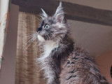 À vendre une chatonne Maine Coon LOOF au pelage noir smoke et blanc