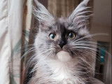 À vendre une chatonne Maine Coon LOOF au pelage noir smoke et blanc