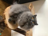 British Longhair bleu pour saillie