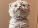 Disponibles à la réservation : 4 chatons Scottish Fold lilac LOOF