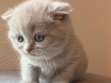 Disponibles à la réservation : 4 chatons Scottish Fold lilac LOOF