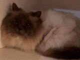 Chat mâle Sacré de Birmanie bicolore de 7 ans à vendre (LOOF)