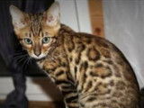 Chaton Bengal pedigree belge