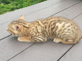 Chaton Bengal pedigree belge