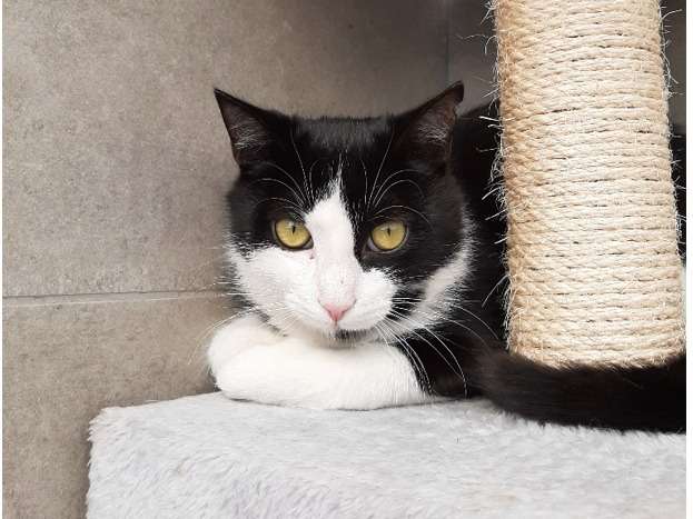 Craquant chat mâle type Européen non LOOF attend sa future famille