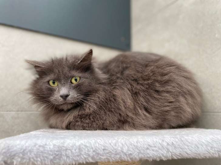 Magnifique chat mâle type Européen non LOOF attend impatiemment sa future famille