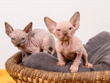 Chatons Sphynx LOOF à vendre