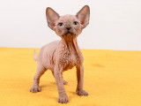 Chatons Sphynx LOOF à vendre