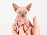 Chatons Sphynx LOOF à vendre