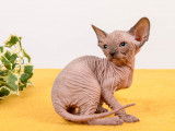 Chatons Sphynx LOOF à vendre