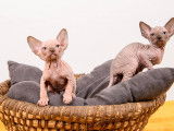 Chatons Sphynx LOOF à vendre