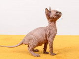 Chatons Sphynx LOOF à vendre