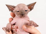 Chatons Sphynx LOOF à vendre