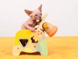 Chatons Sphynx LOOF à vendre