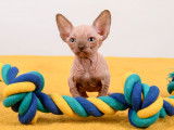 Chatons Sphynx LOOF à vendre