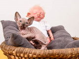 Chatons Sphynx LOOF à vendre