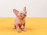 Chatons Sphynx LOOF à vendre