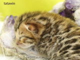 3 chatons Bengal mâles LOOF bruns à rosettes à réserver