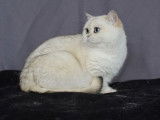 Chatte British Shorthair blanche âgée de deux ans et demi (LOOF), à vendre