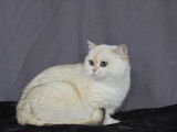 Chatte British Shorthair blanche âgée de deux ans et demi (LOOF), à vendre