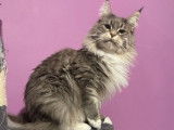 Vente d’une chatte Maine Coon blue mackerel tabby et blanc âgée de 4 ans (LOOF)