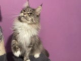 Vente d’une chatte Maine Coon blue mackerel tabby et blanc âgée de 4 ans (LOOF)