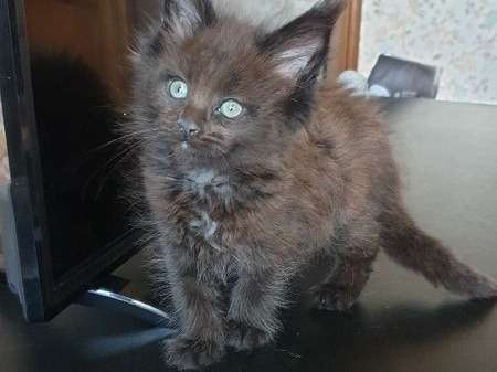 Une chatonne Maine Coon black solide née en janvier 2022 LOOF à adopter