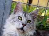 Magnifique étalon Maine Coon black silver blotched tabby dispo pour saillie