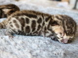 Chatons Bengal LOOF à réserver pour mai 2022