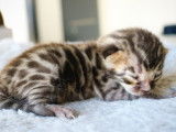 Chatons Bengal LOOF à réserver pour mai 2022